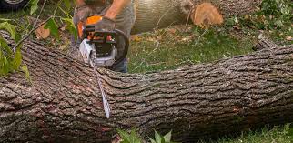 Professional Tree Services in Anniston, AL