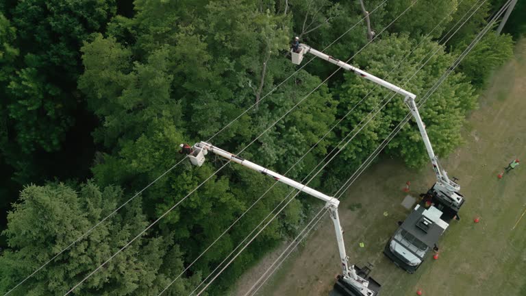 How Our Tree Care Process Works  in  Anniston, AL
