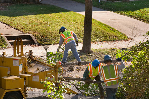 Lawn Drainage Solutions in Anniston, AL